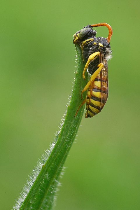 Nomada sp. (Apidae)